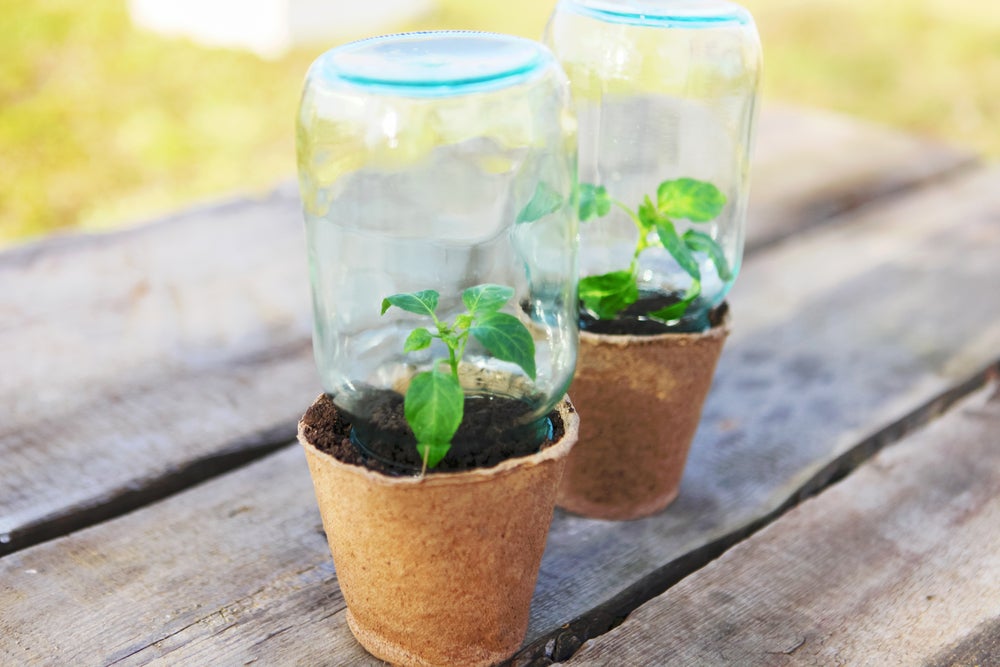 Two green seedlings in small brown planters with jars on top of them